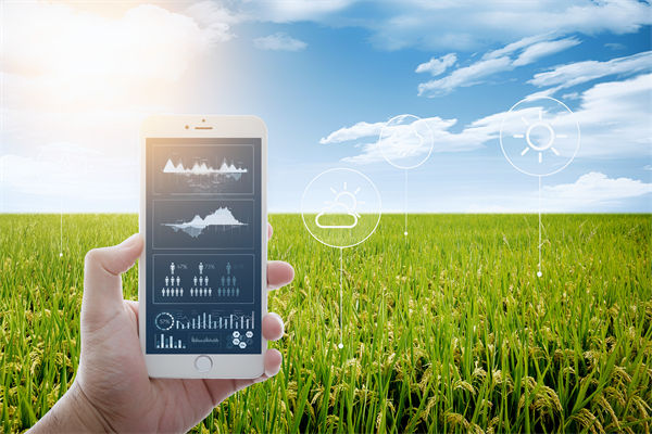 温州种出2.1米高巨型水稻，精益生产怎么看？